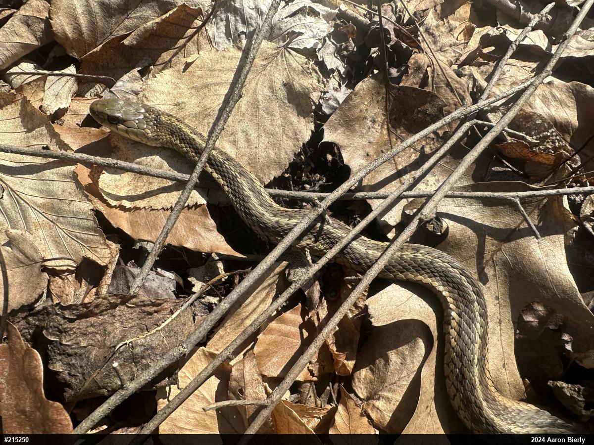 Eastern Gartersnake