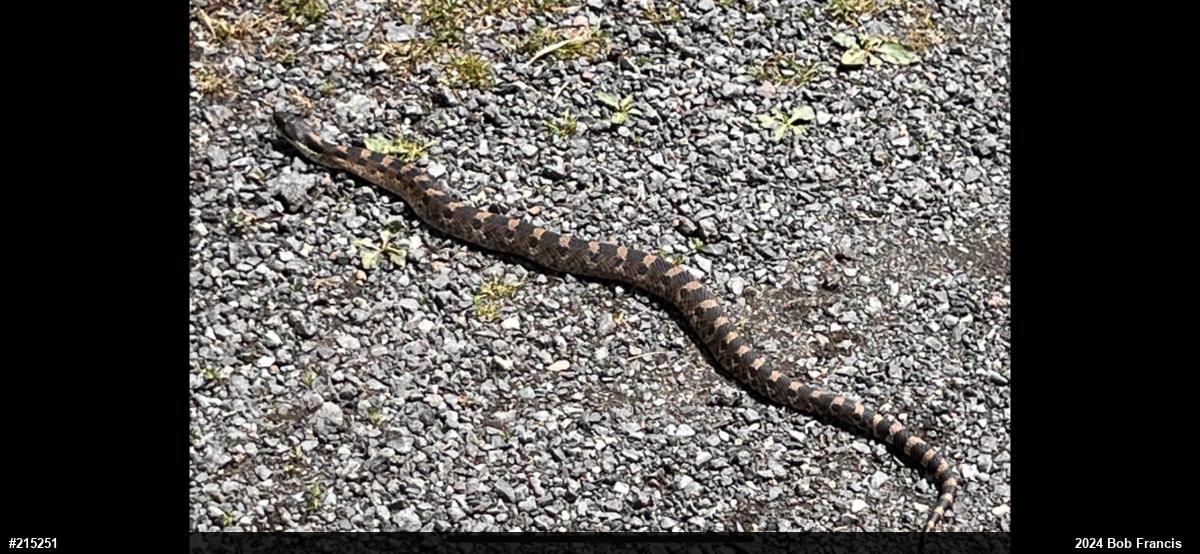 Eastern Hog-nosed Snake