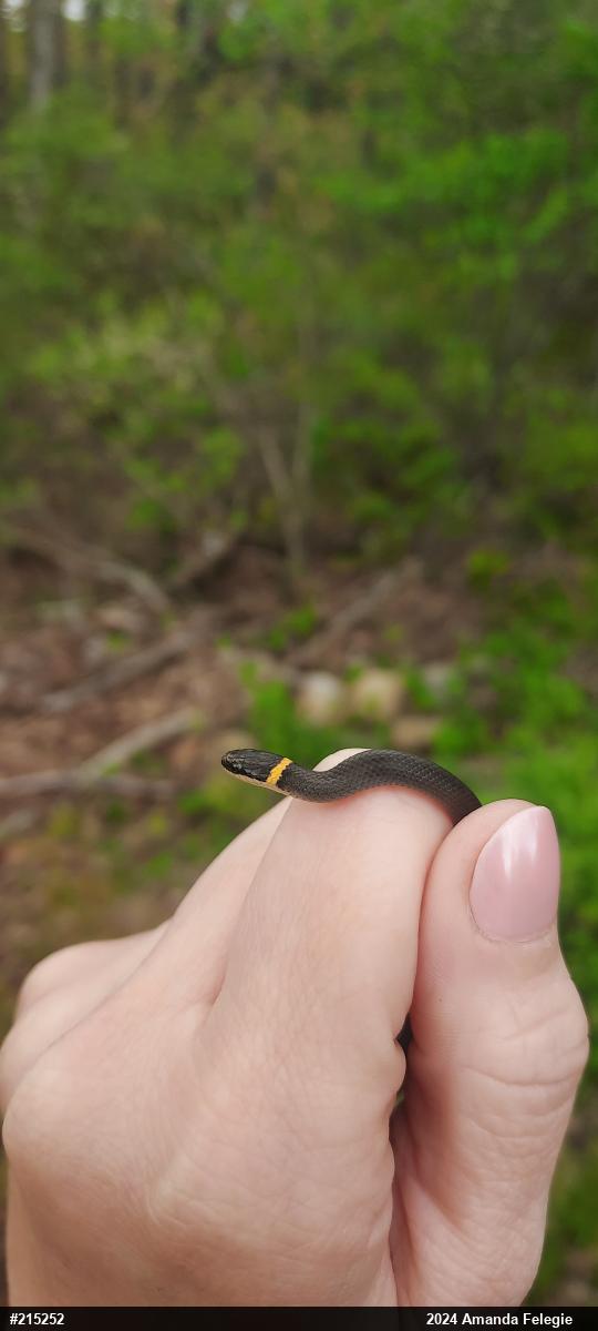 Northern Ring-necked Snake