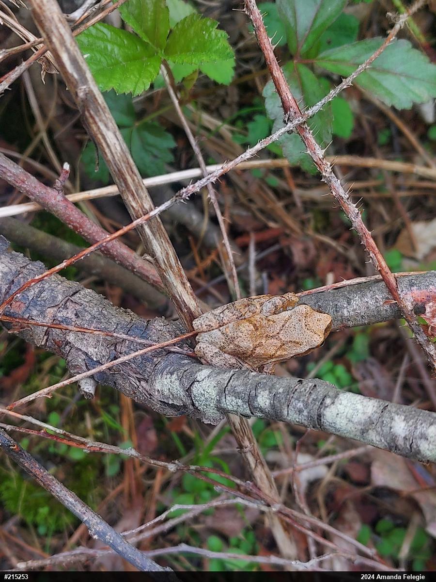 Spring Peeper
