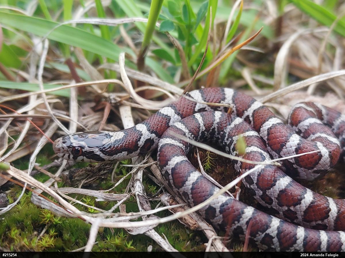 Eastern Milksnake