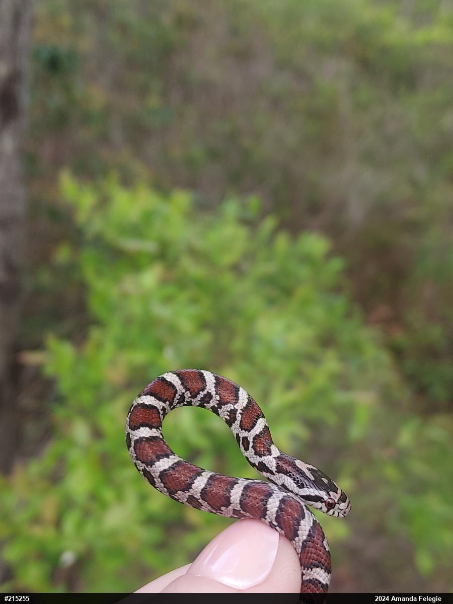 Eastern Milksnake