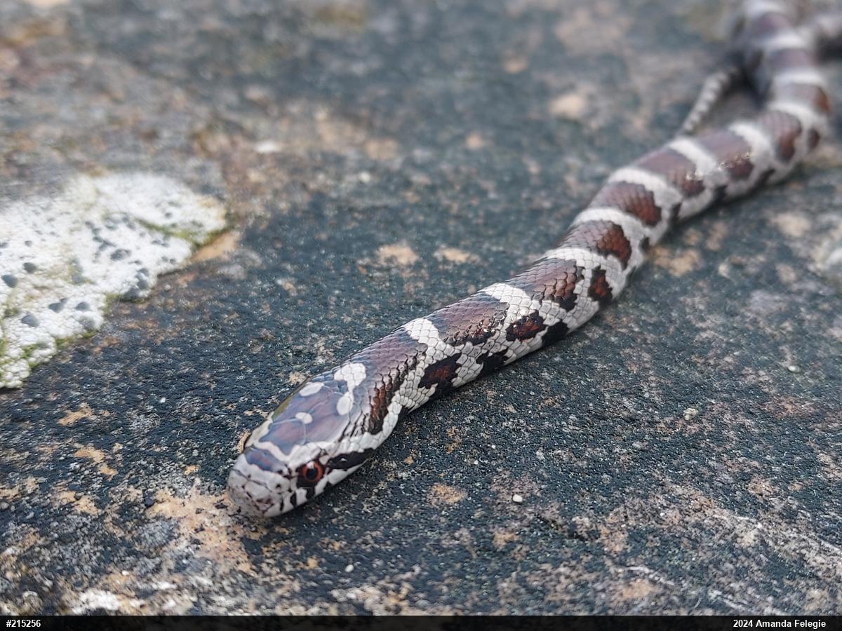 Eastern Milksnake