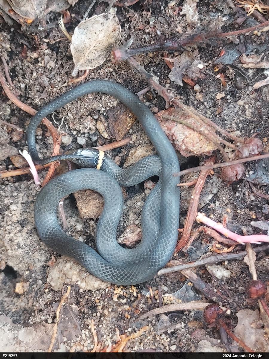 Northern Ring-necked Snake