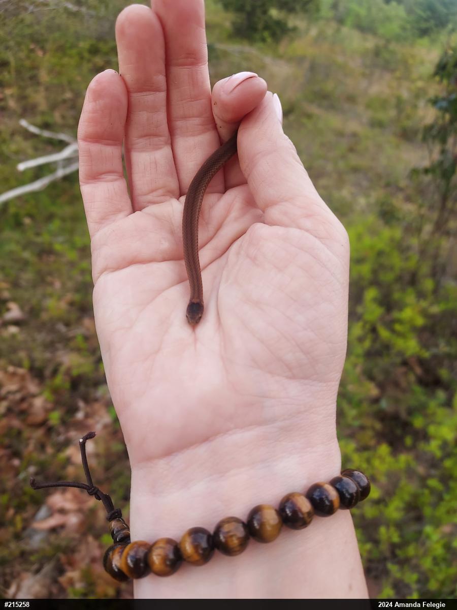 Red-bellied Snake