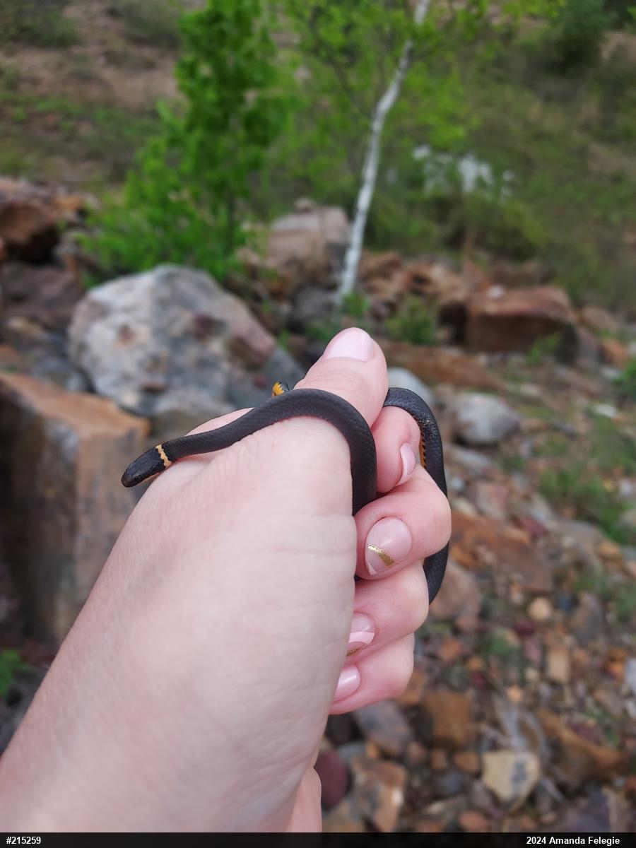 Northern Ring-necked Snake