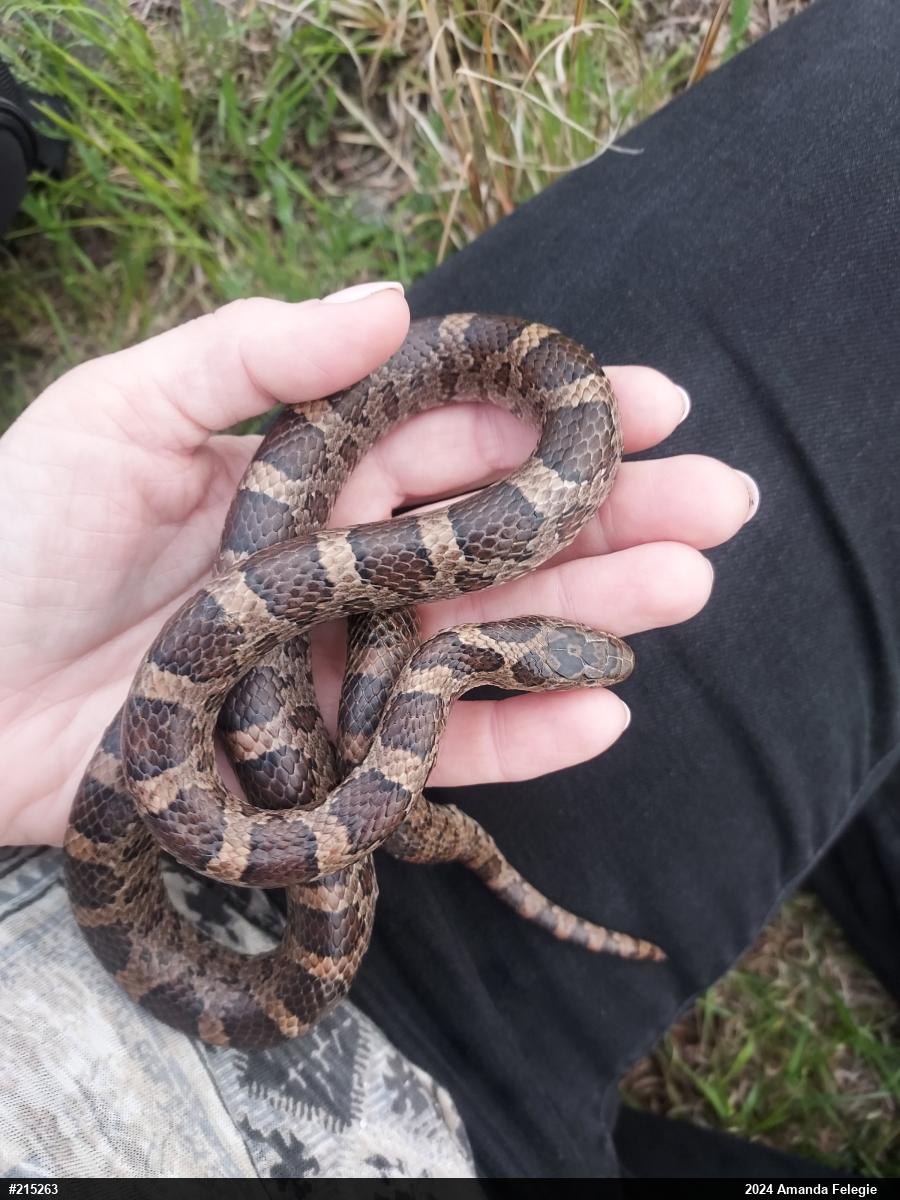 Eastern Milksnake