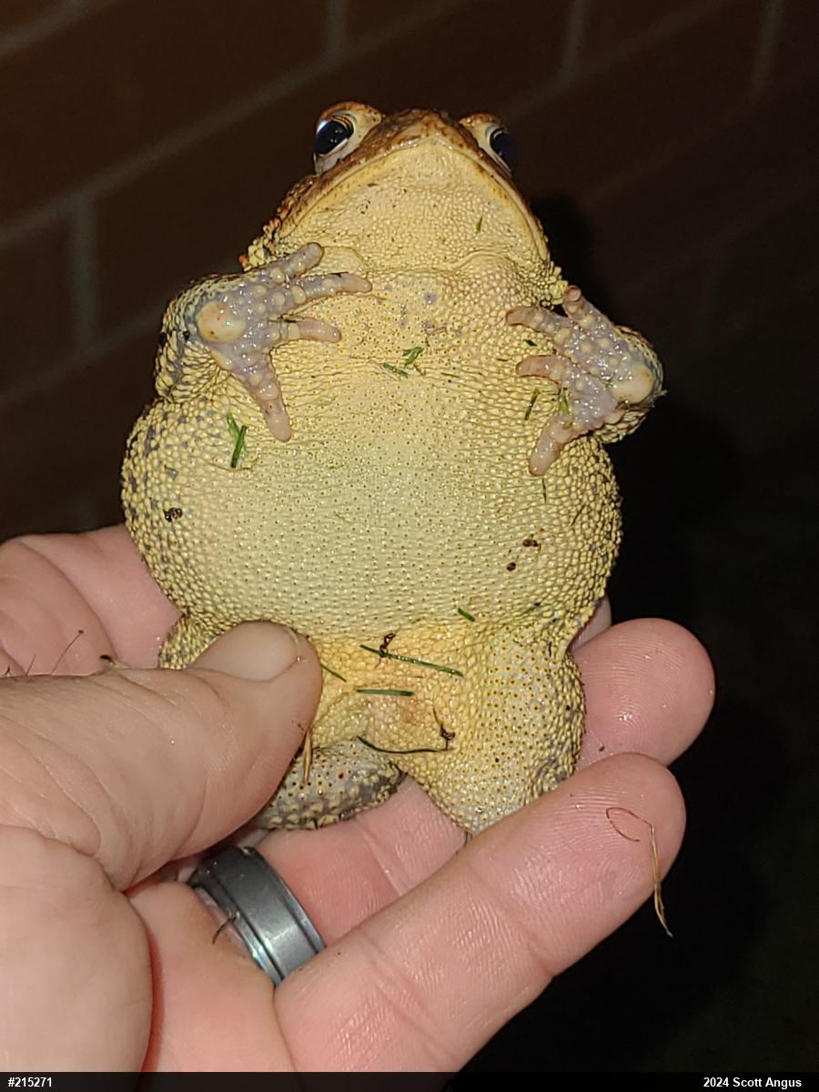 Eastern American Toad