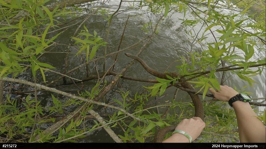 Northern Watersnake