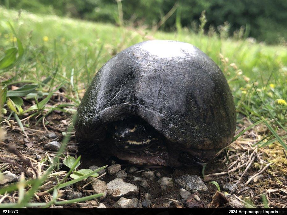 Eastern Musk Turtle