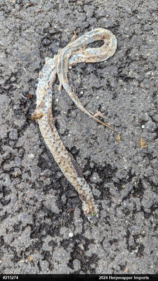 Dekay's Brownsnake