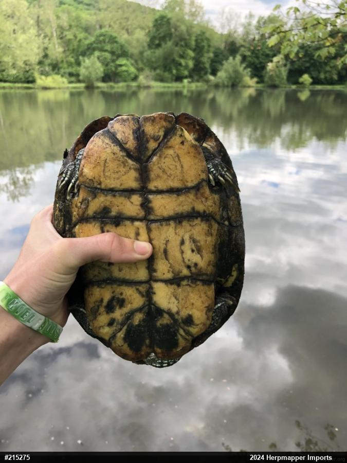 Red-eared Slider