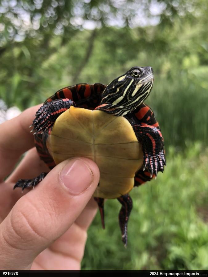 Painted Turtle