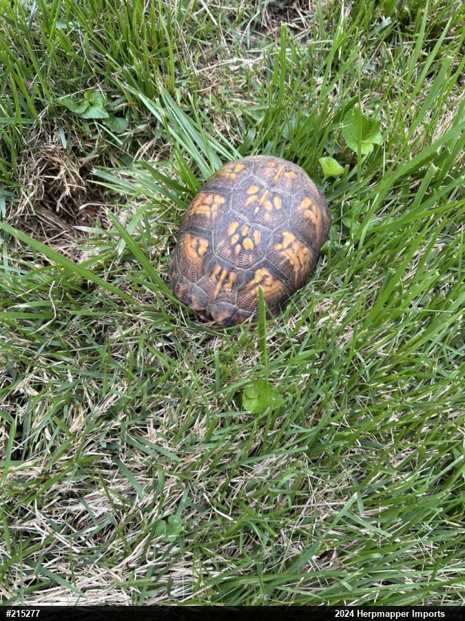 Eastern Box Turtle