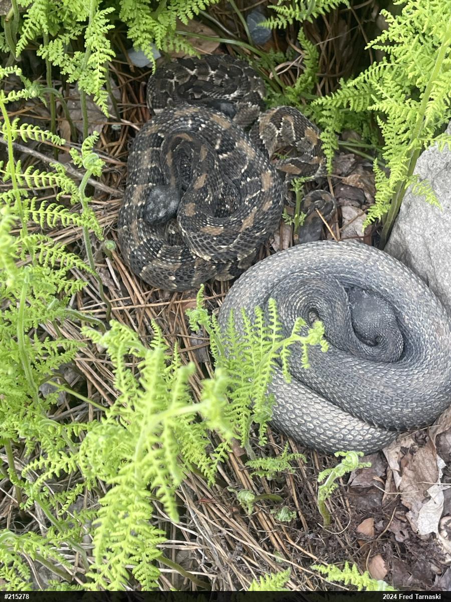Timber Rattlesnake
