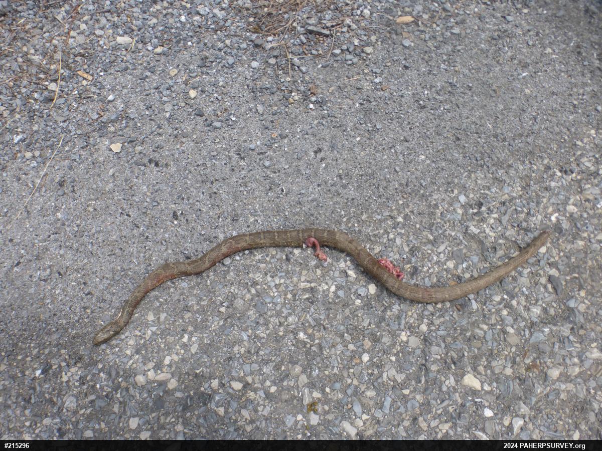 Northern Watersnake