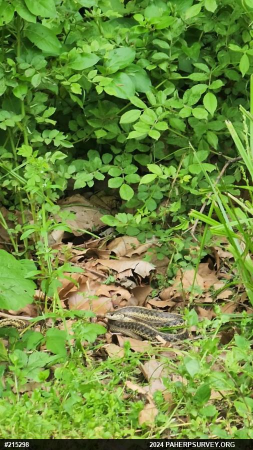 Eastern Gartersnake