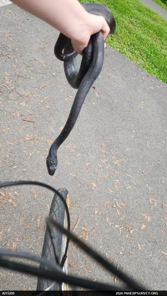 Eastern Ratsnake