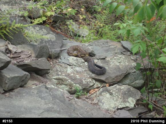 Timber Rattlesnake