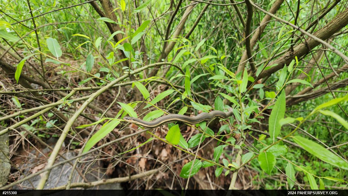 Queensnake