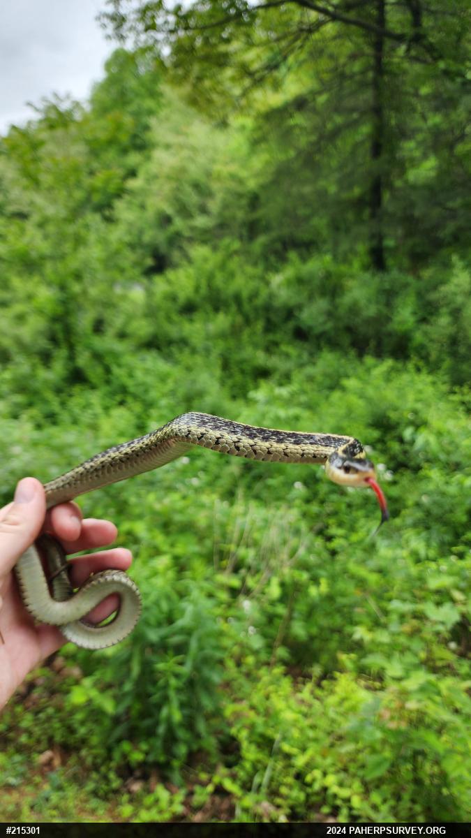 Eastern Gartersnake