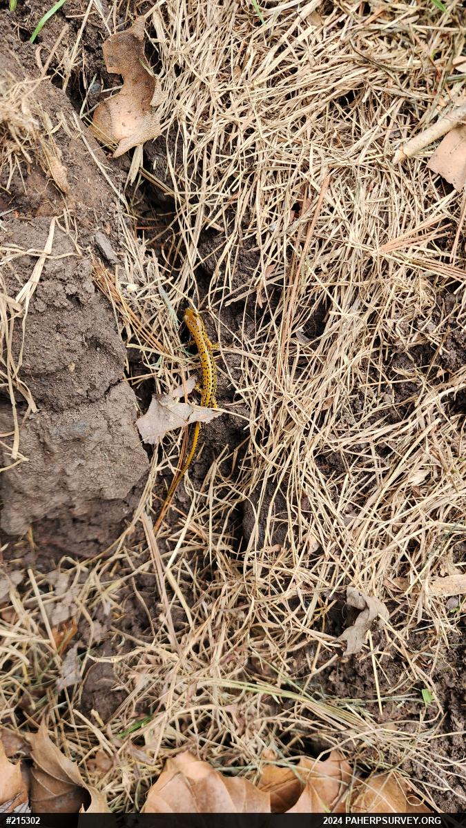 Eastern Long-tailed Salamander