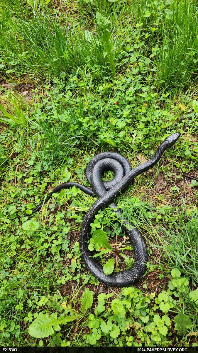 Eastern Ratsnake