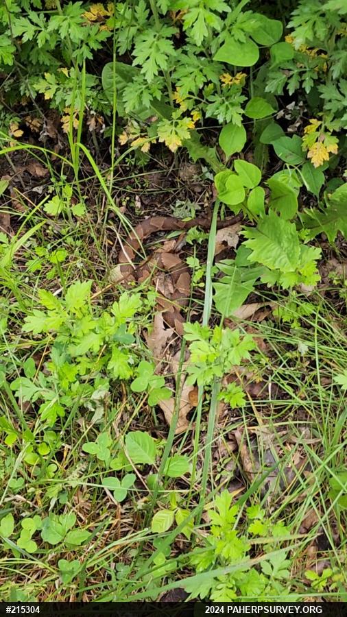 Northern Copperhead