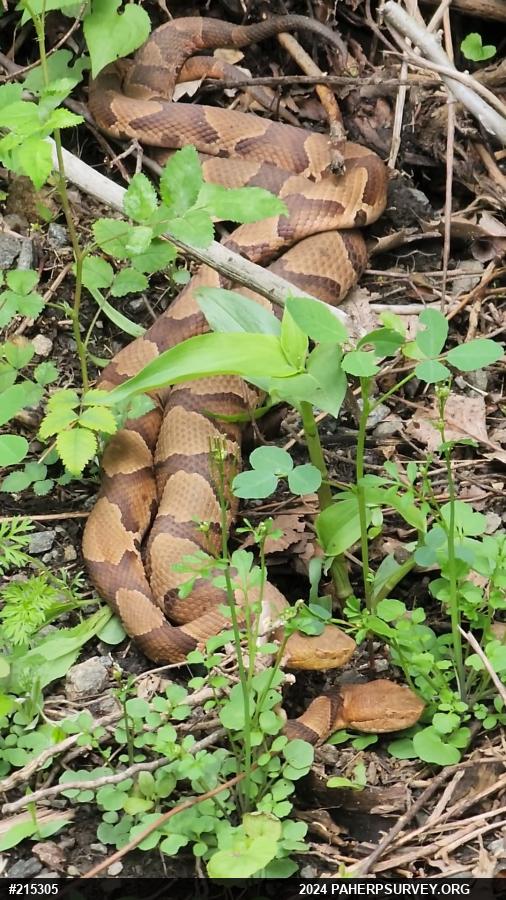 Northern Copperhead