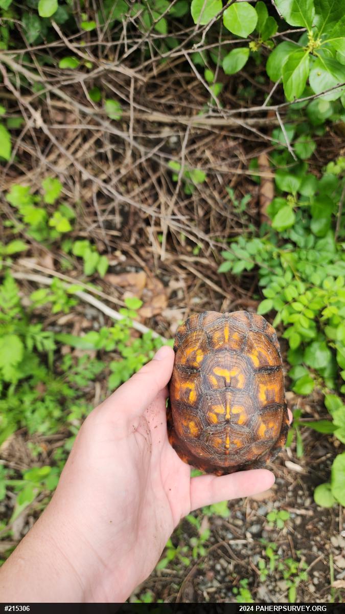 Eastern Box Turtle