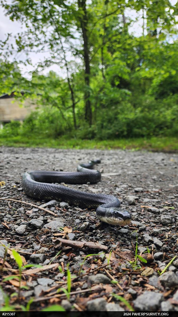 Eastern Ratsnake