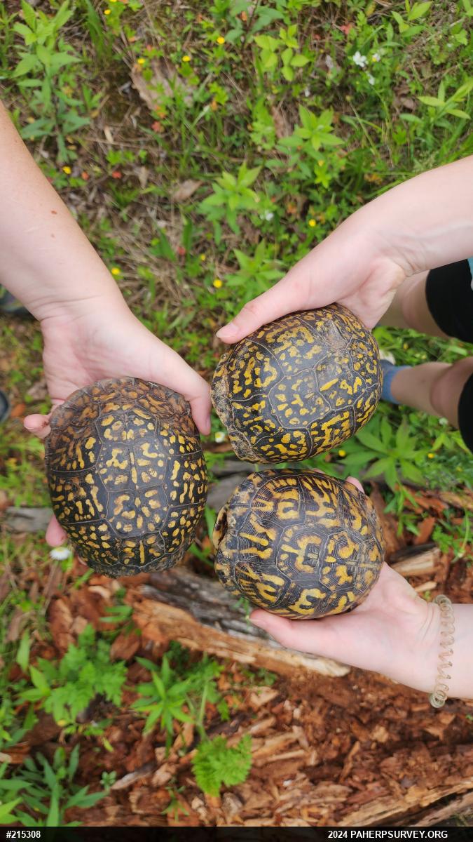 Eastern Box Turtle
