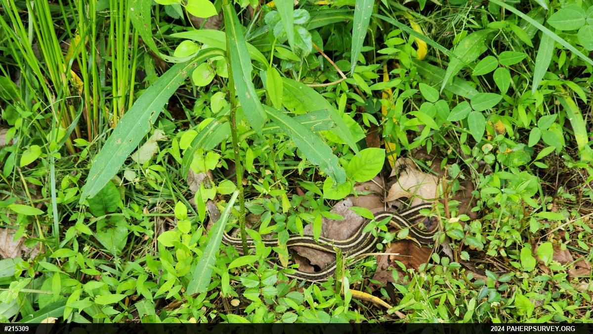 Eastern Gartersnake