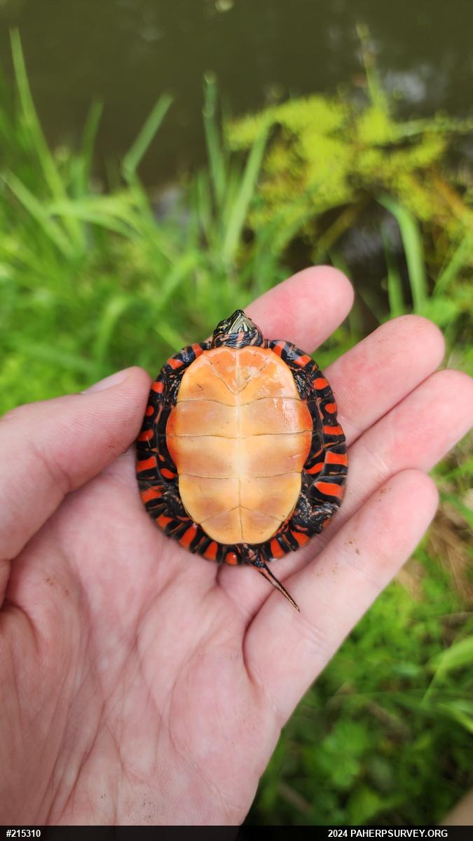 Eastern Painted Turtle