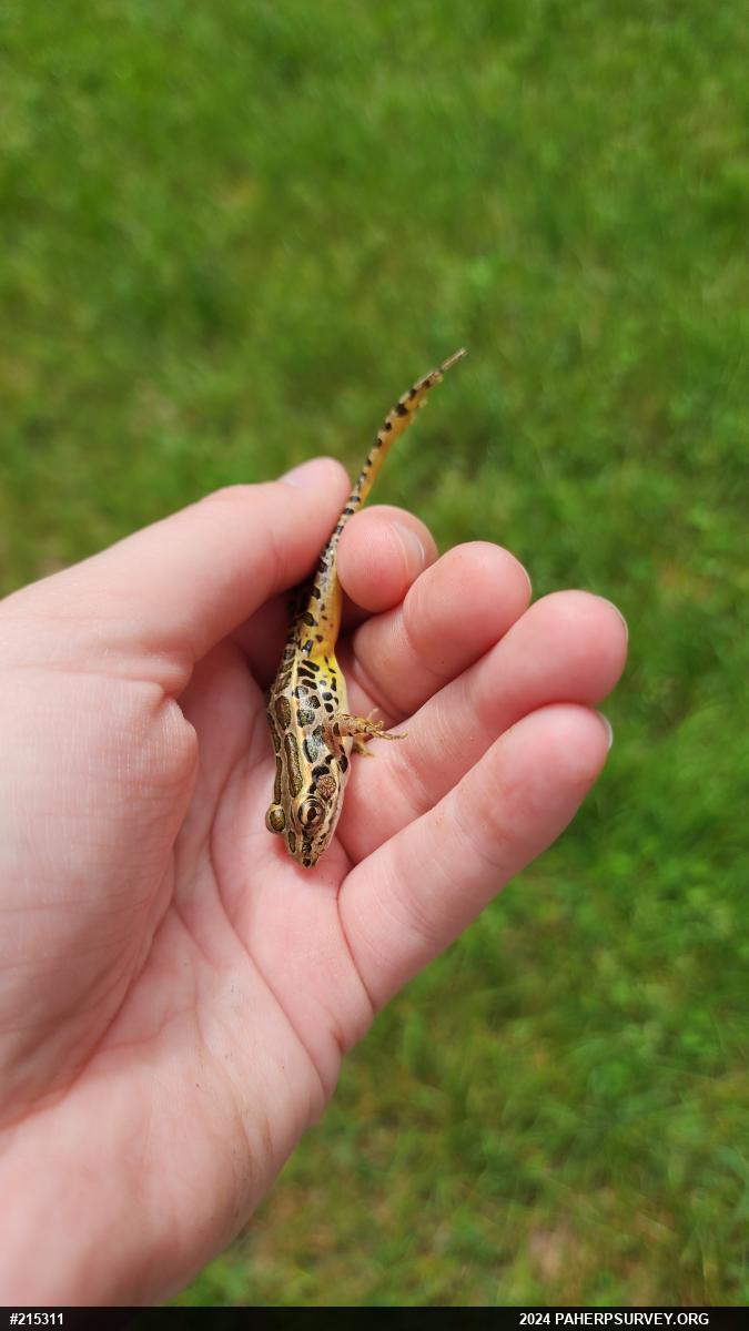 Pickerel Frog