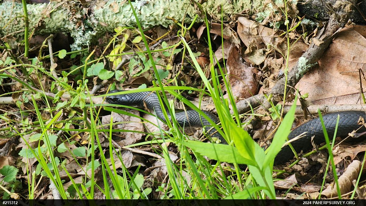 Northern Black Racer