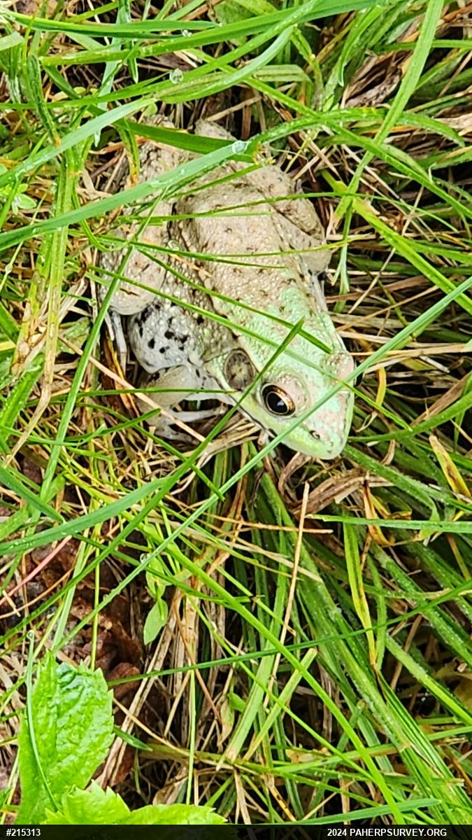 Green Frog