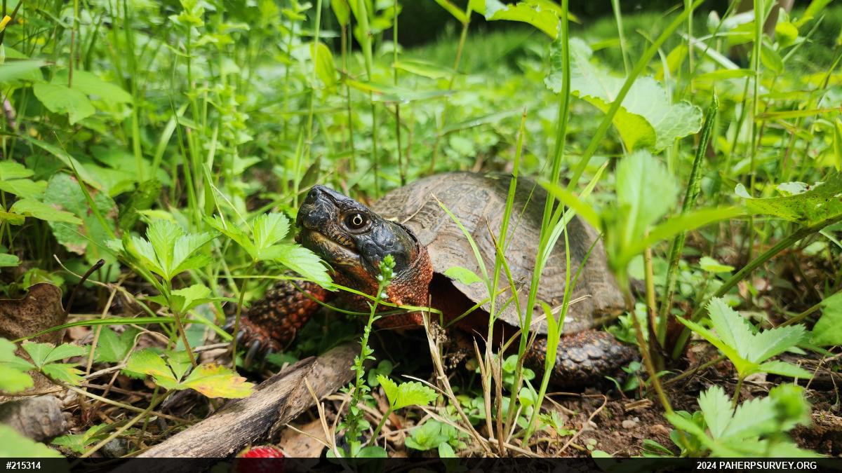 Wood Turtle