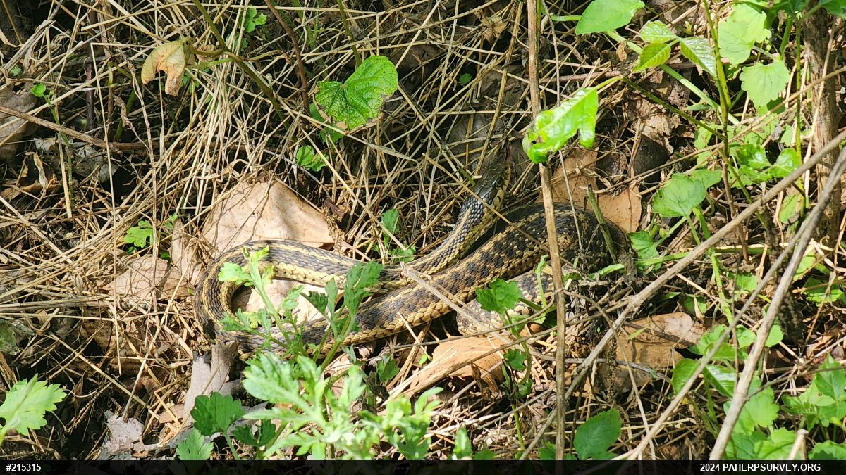 Eastern Gartersnake