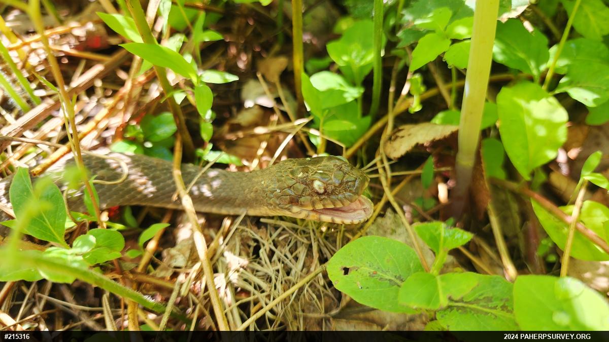 Northern Watersnake