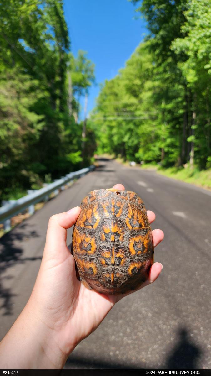 Eastern Box Turtle