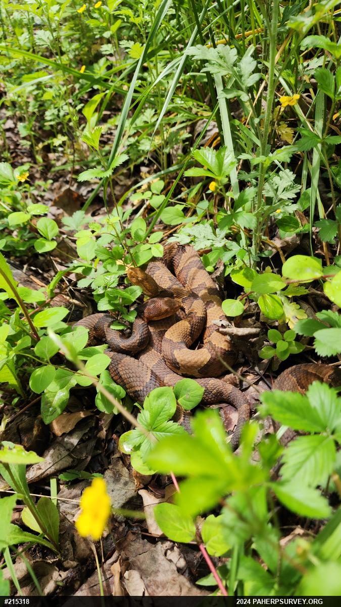 Northern Copperhead