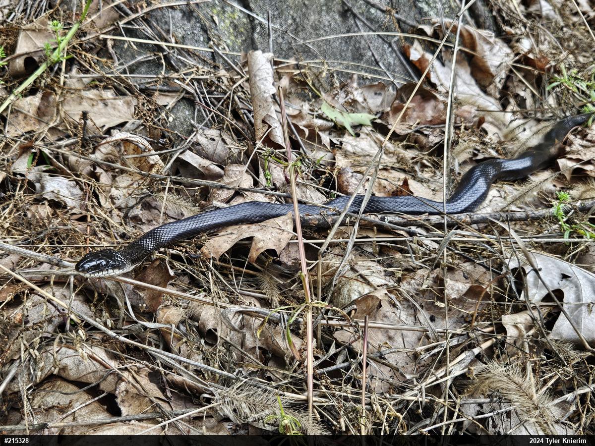 Eastern Ratsnake