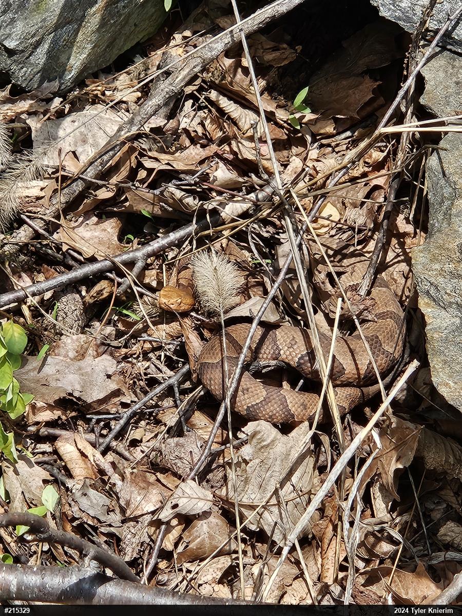 Northern Copperhead