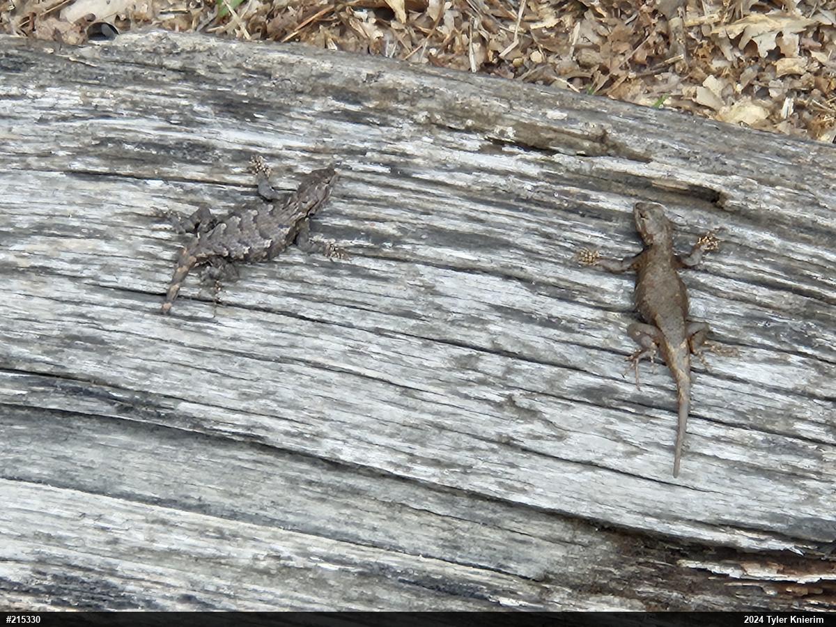 Eastern Fence Lizard