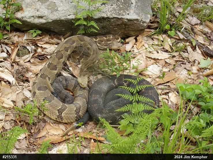 Timber Rattlesnake