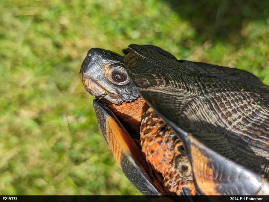 Wood Turtle