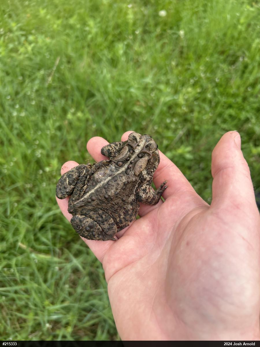 Eastern American Toad