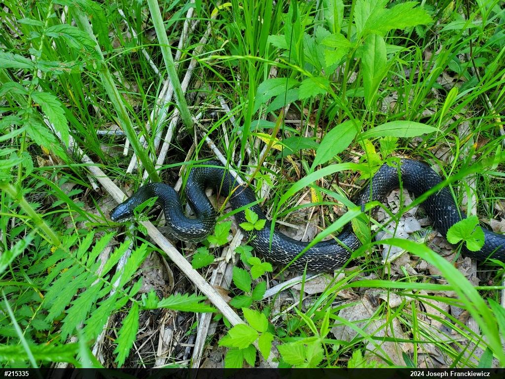 Eastern Ratsnake