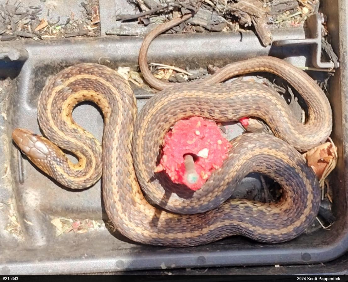 Eastern Gartersnake